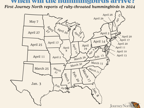 A map of the eastern United States showing the dates of the first hummingbird reports in 2024