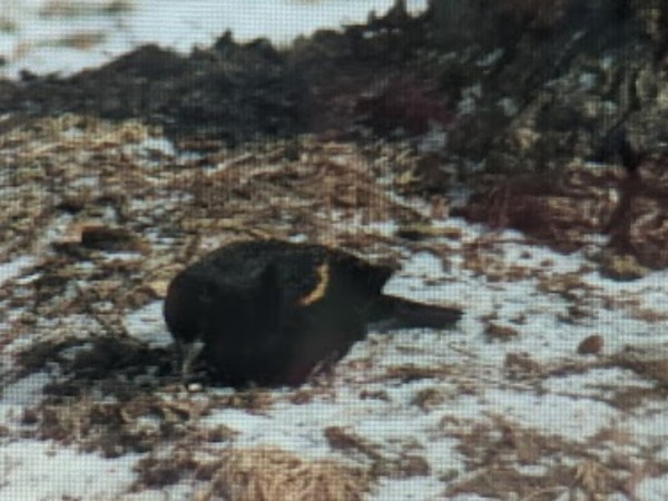 A red-winged blackbird on the ground on top of snow