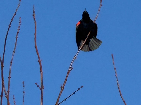 A red-winged blackbird photographed from below in front of a blue sky