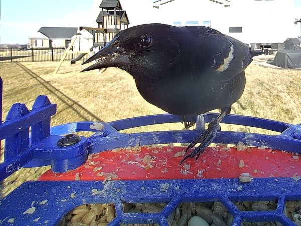 A bird feeder camera photo of a red-winged blackbird in front of a white house