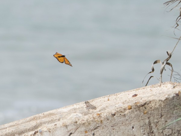 A single monarch butterfly in front of the water, with sand in the forefront of the image