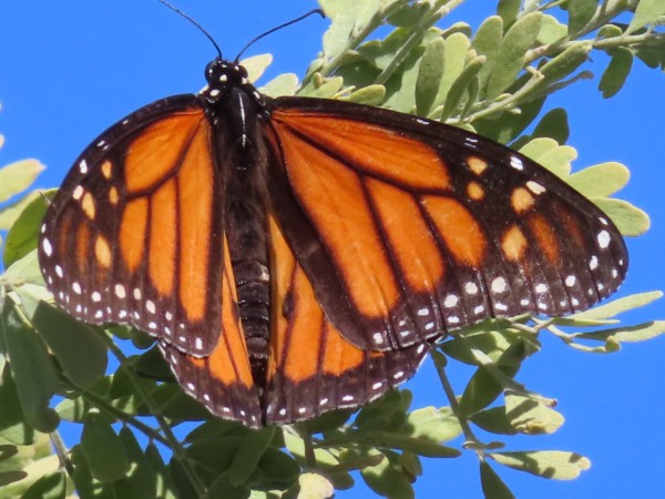 A close-up of a monarch butterfly in front of a branch and blue sky