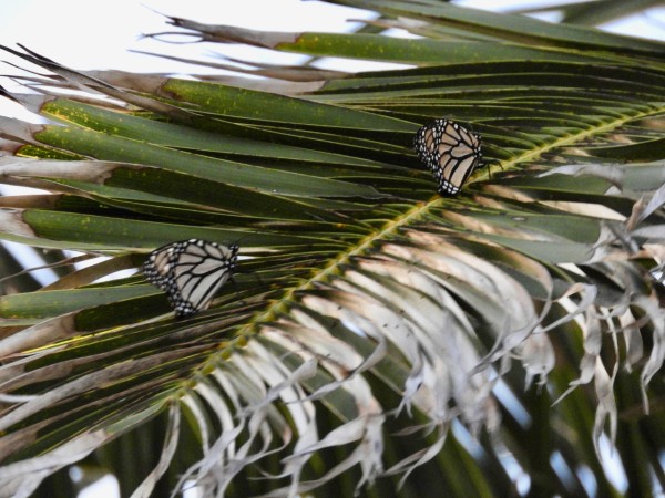 Two monarch butterflies on the branch of a Canary Island date palm tree