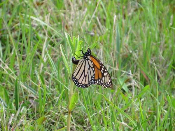 A monarch butterfly clinging to a short milkweed stem