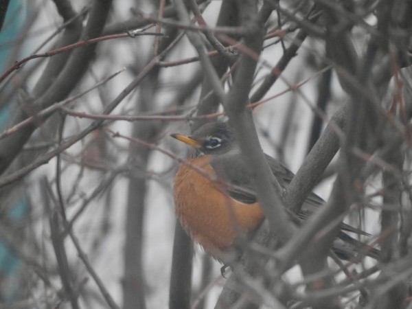 An American Robin photographed through the trees