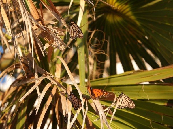 Monarch butterflies in a palm tree