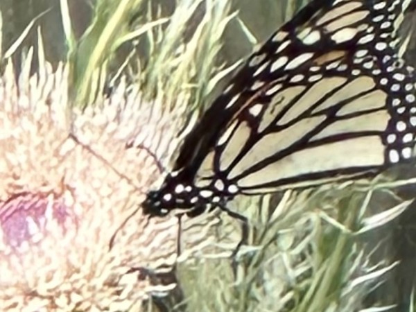 A monarch butterfly on a flower