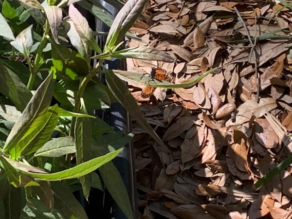 A monarch butterfly with vegetation on the left and brown leaves to the right