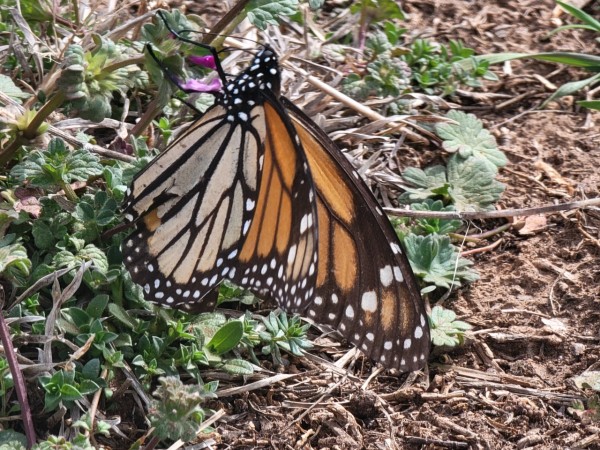 A monarch butterfly up close