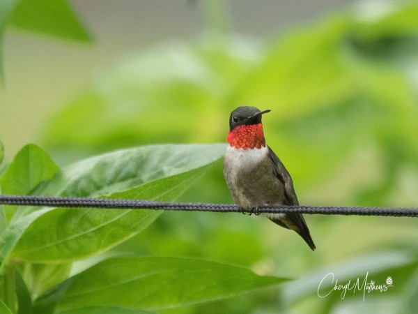 A male Ruby-throated Hummingbird on a cord in front of green leaves