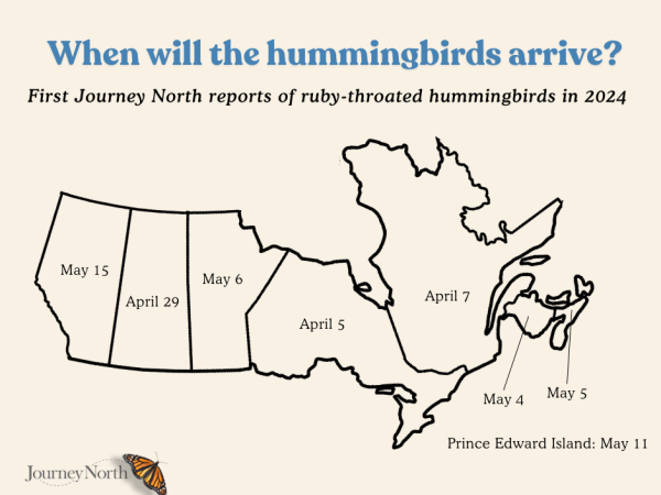 A map showing the first sightings of hummingbirds in Canadian provinces last year