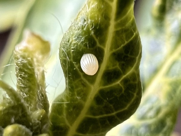 A monarch butterfly egg on the bottom side of a green leaf