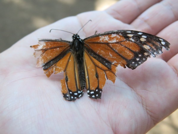 A very worn monarch missing much of its wings in someone's hand