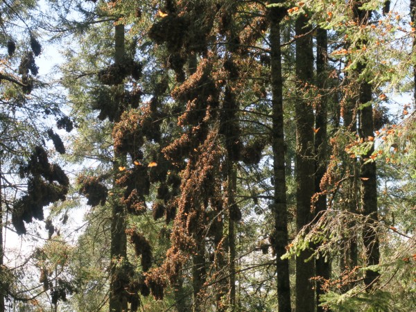 A monarch colony in El Rosario Sanctuary, Mexico