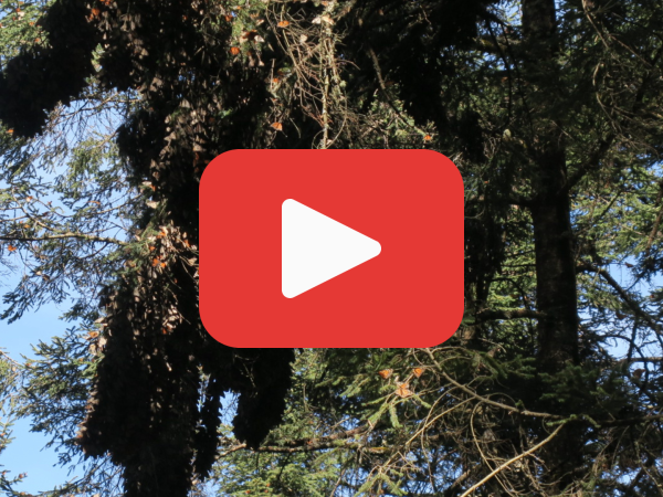 Monarchs with a red play button in front to take you to a YouTube link 