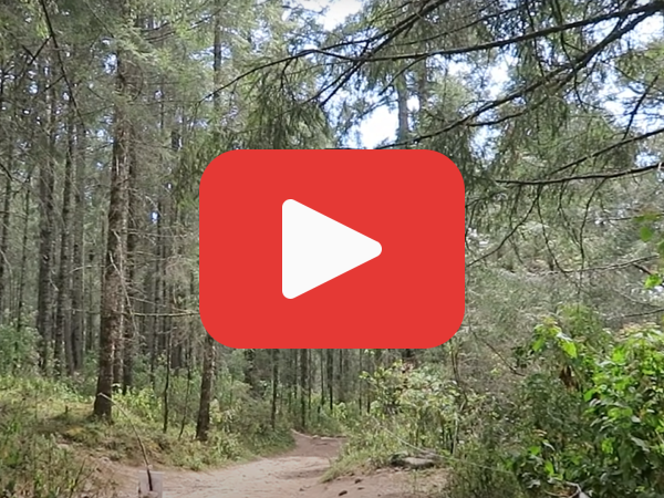 A red play button over a photo from Mexico's oyamel forests