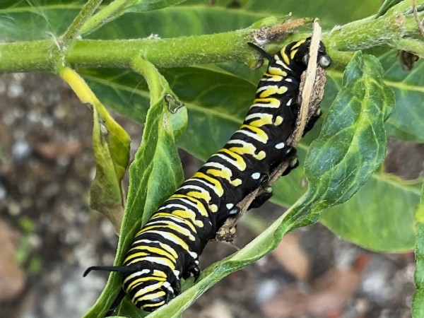 A vertical photo with a yellow, black and white monarch caterpillar on a green milkweed stem