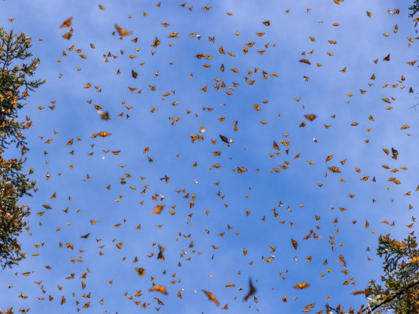 Hundreds of monarch butterflies in front of a blue sky