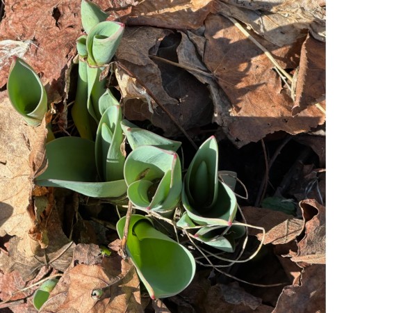 Non-blooming tulips poking through brown, dead leaves