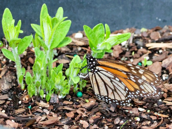 A monarch on a short milkweed stem