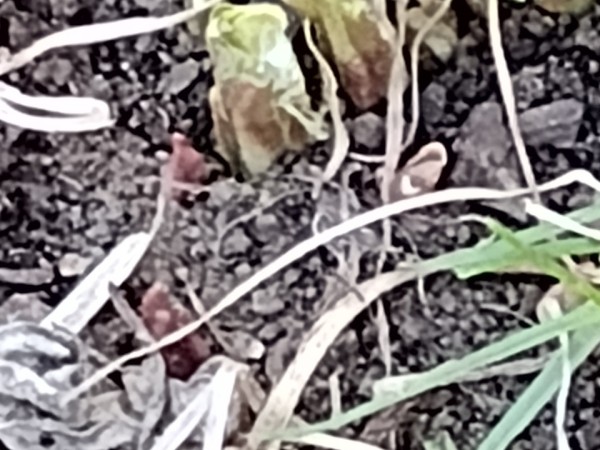 Monarch begins to poke through the dirt