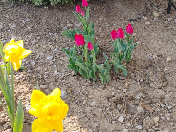 Yellow flowers in front of red tulips