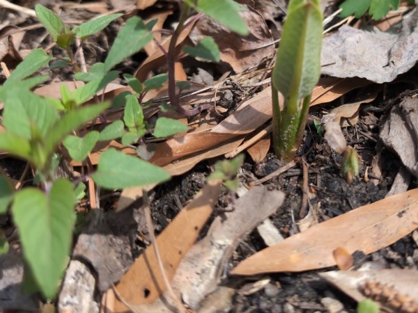 Milkweed begins to sprout through the ground