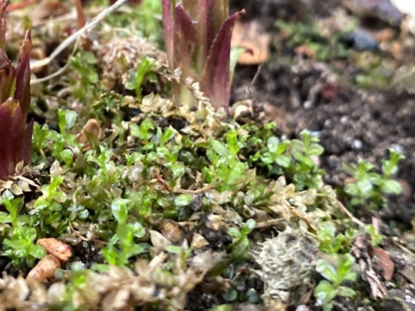A short milkweed stem popping through