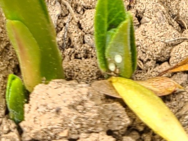 A tiny milkweed stem in dry, brown dirt with two monarch eggs on it