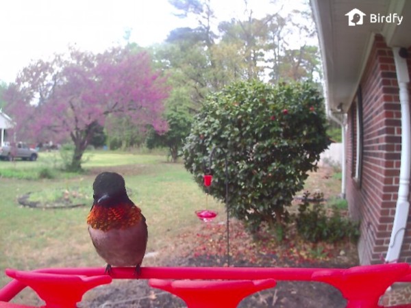 A bird feeder camera photo of a male hummingbird on a red feeder