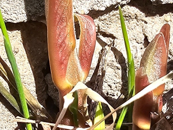 Short milkweed shoots in front of a cracked wall of cement