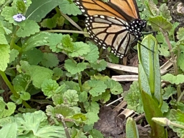 A monarch butterfly on a short milkweed stem with clover behind