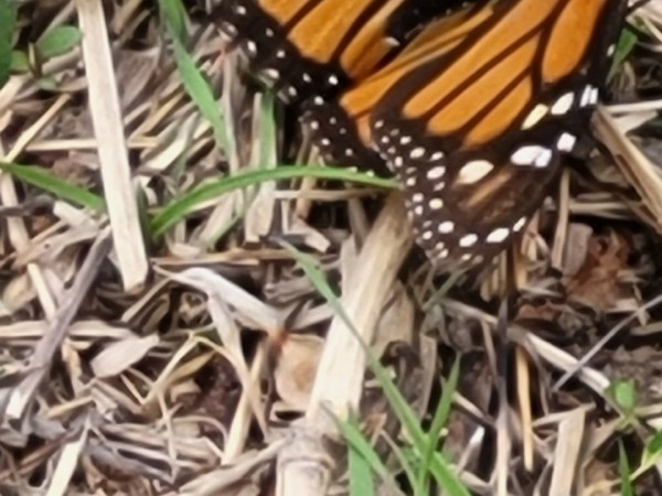 A monarch butterfly photographed up close against a brown ground