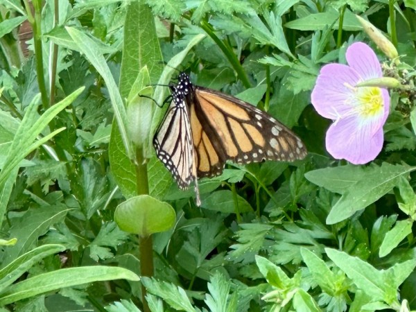 A monarch butterfly on a short milkweed stem with a purple flower to the right