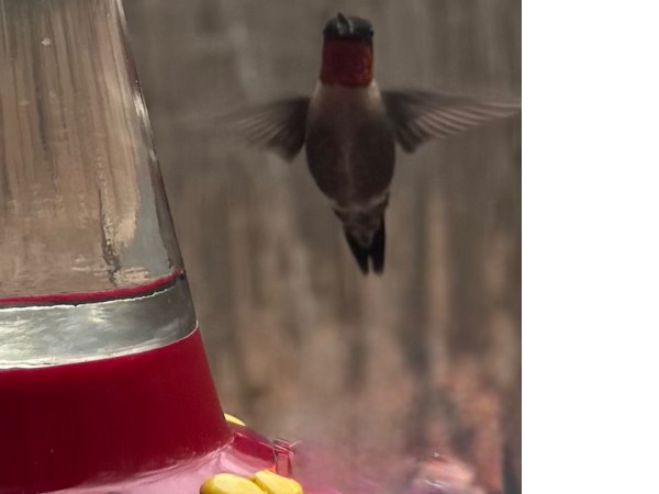 A monarch butterfly approaches a red and yellow hummingbird feeder