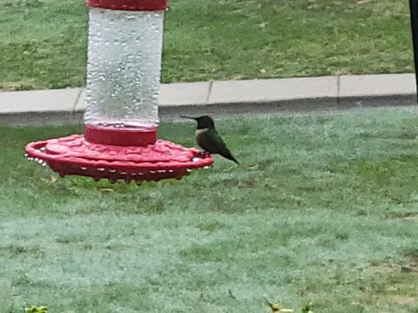 A hummingbird on a wet hummingbird feeder that's red and clear plastic