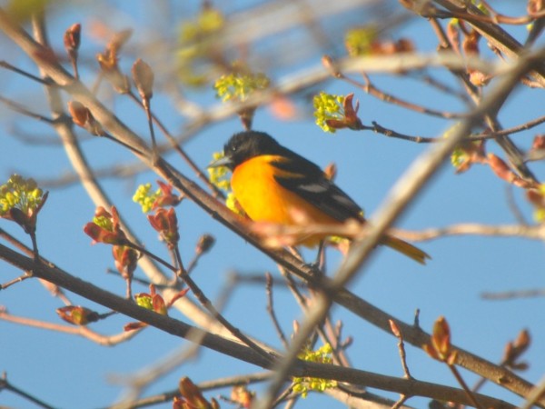 An oriole in an blooming apple tree