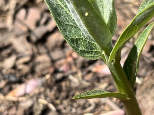 Eggs on a short milkweed plant, photographed from above