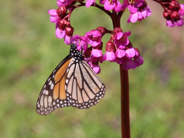 A monarch butterfly on a pink flowering plant