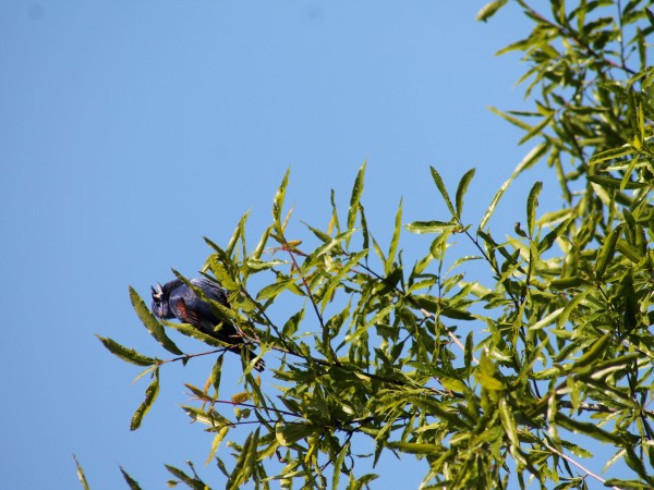 A male Blue Grosbeak in a tree