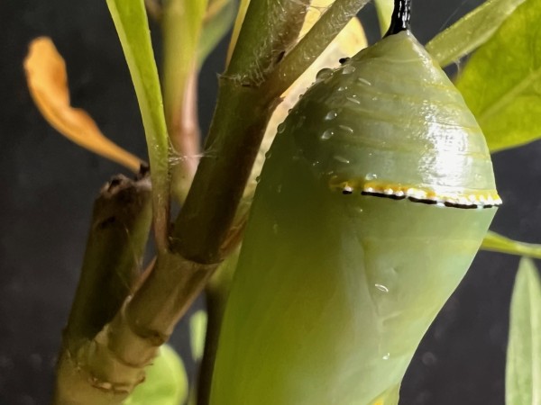 A green monarch chrysalis