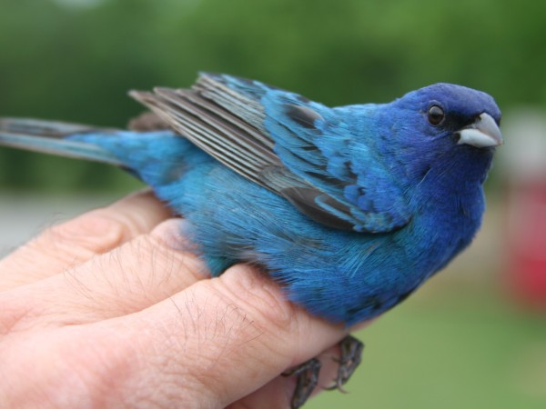 An indigo bunting in someone's hand
