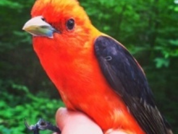 A male scarlet tanager