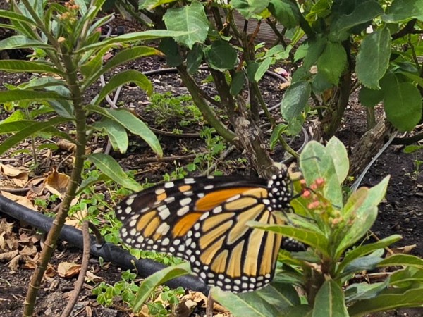 A monarch butterfly on milkweed