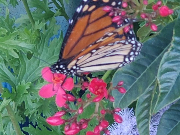A monarch butterfly on red flower buds