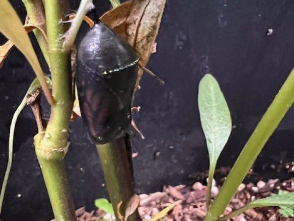 A black monarch chrysalis hangs from a plant