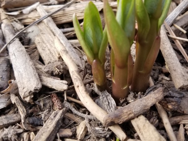 Milkweed sprouting from the ground