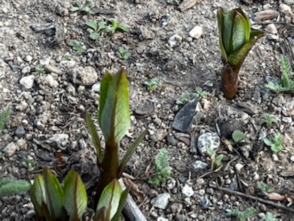 Milkweed poking through the ground