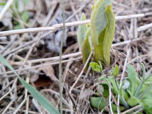 Short milkweed stems