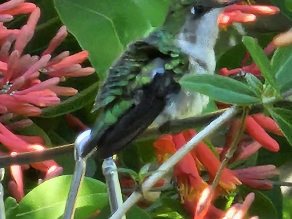 A vertical photo of a hummingbird in a honeysuckle tree